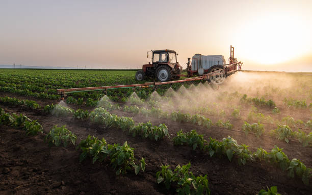 Best Ant Control Services  in Frankfort Square, IL