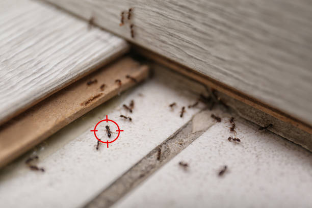 Best Spider Control Near Me  in Frankfort Square, IL