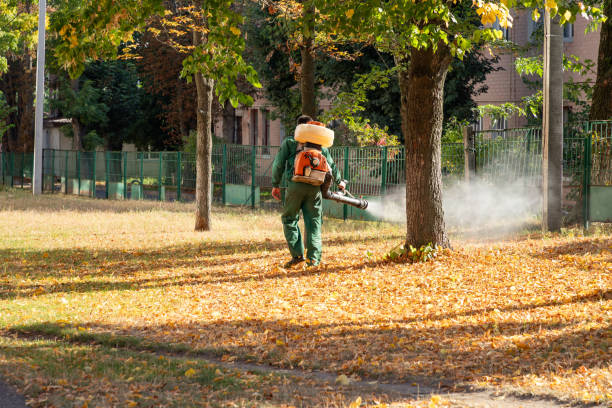 Best Wasp Removal Services  in Frankfort Square, IL